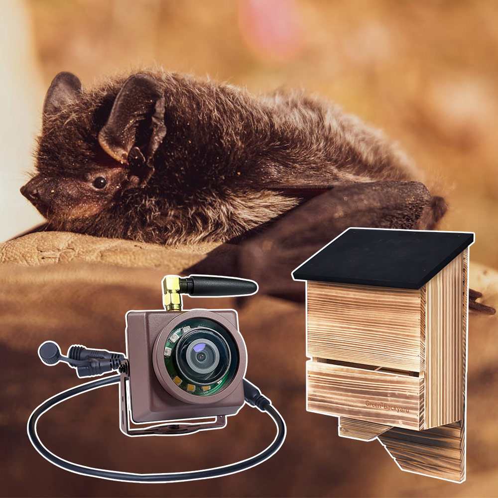 Wildlife Camera Green Backyard