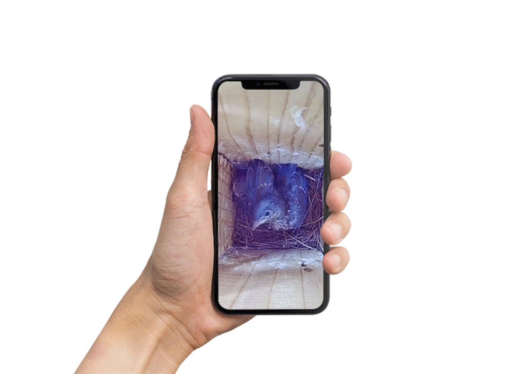 Bird house with WiFi bird box camera kits Green Backyard