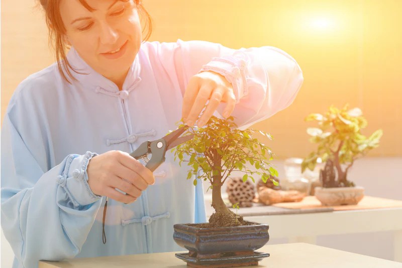 What Are the Best Grow Light for Bonsai Trees?