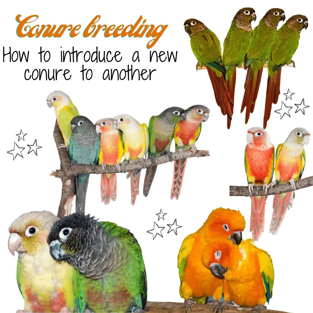 Green Cheek Conure Sounds Their Meanings! Parrot Behaviour , 44 OFF