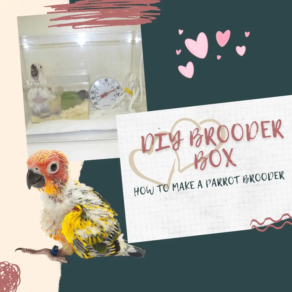 Diy brooder box Brooder box for parrots how to make a brooder box