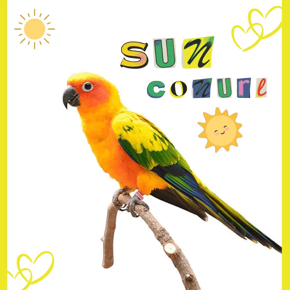 Sun conure Personality Behavior Habitat and Food