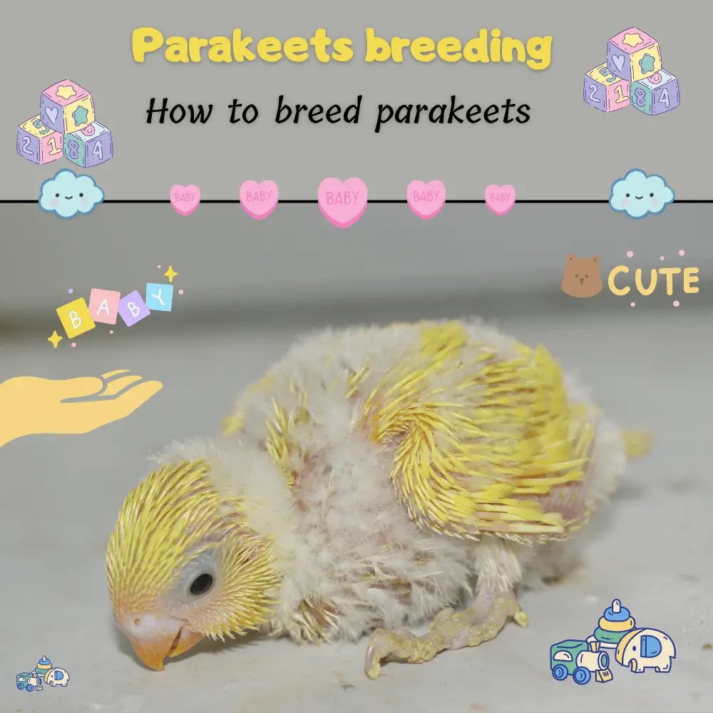 Parakeets breeding Parakeet nesting behavior How to breed parakeets