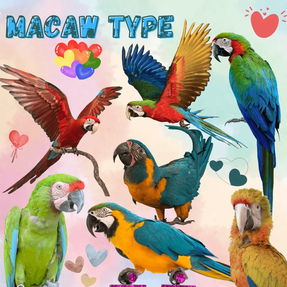 Macaw type How many macaw species are there