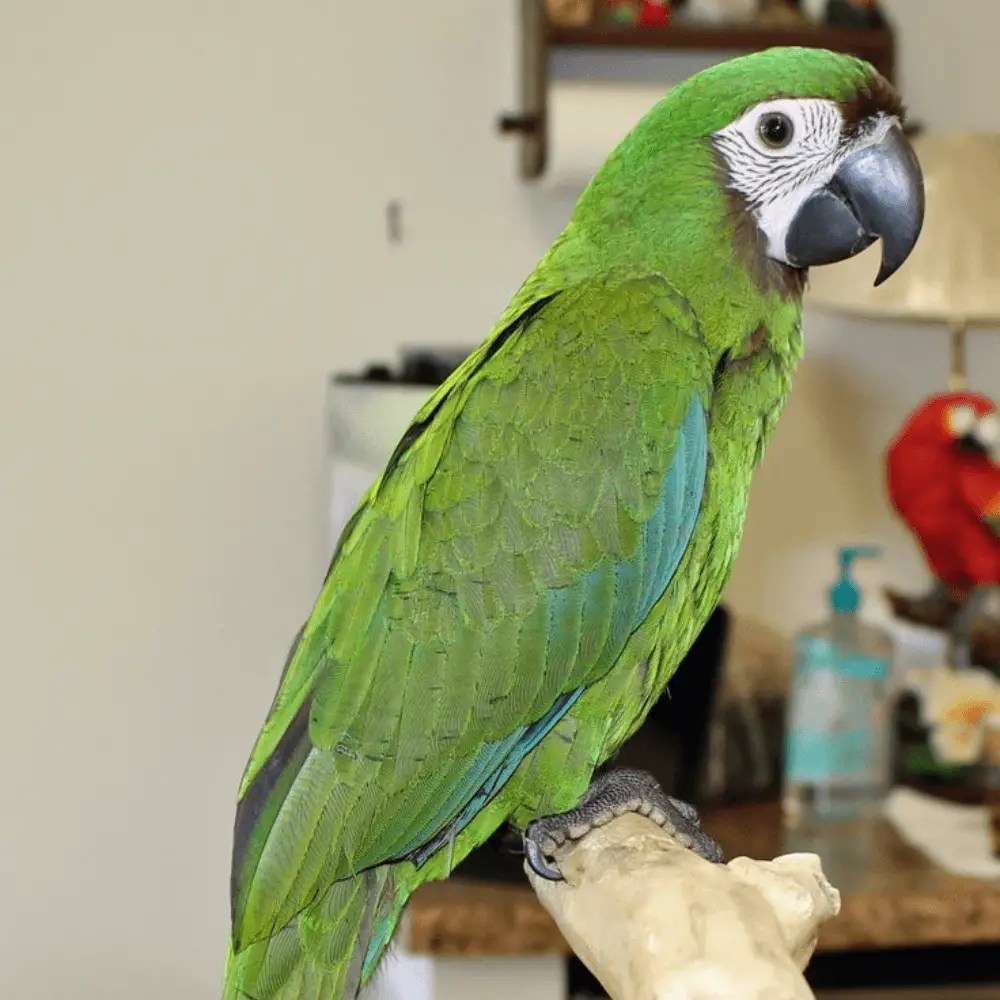 Severe macaw Habitat Behavior Food and Training