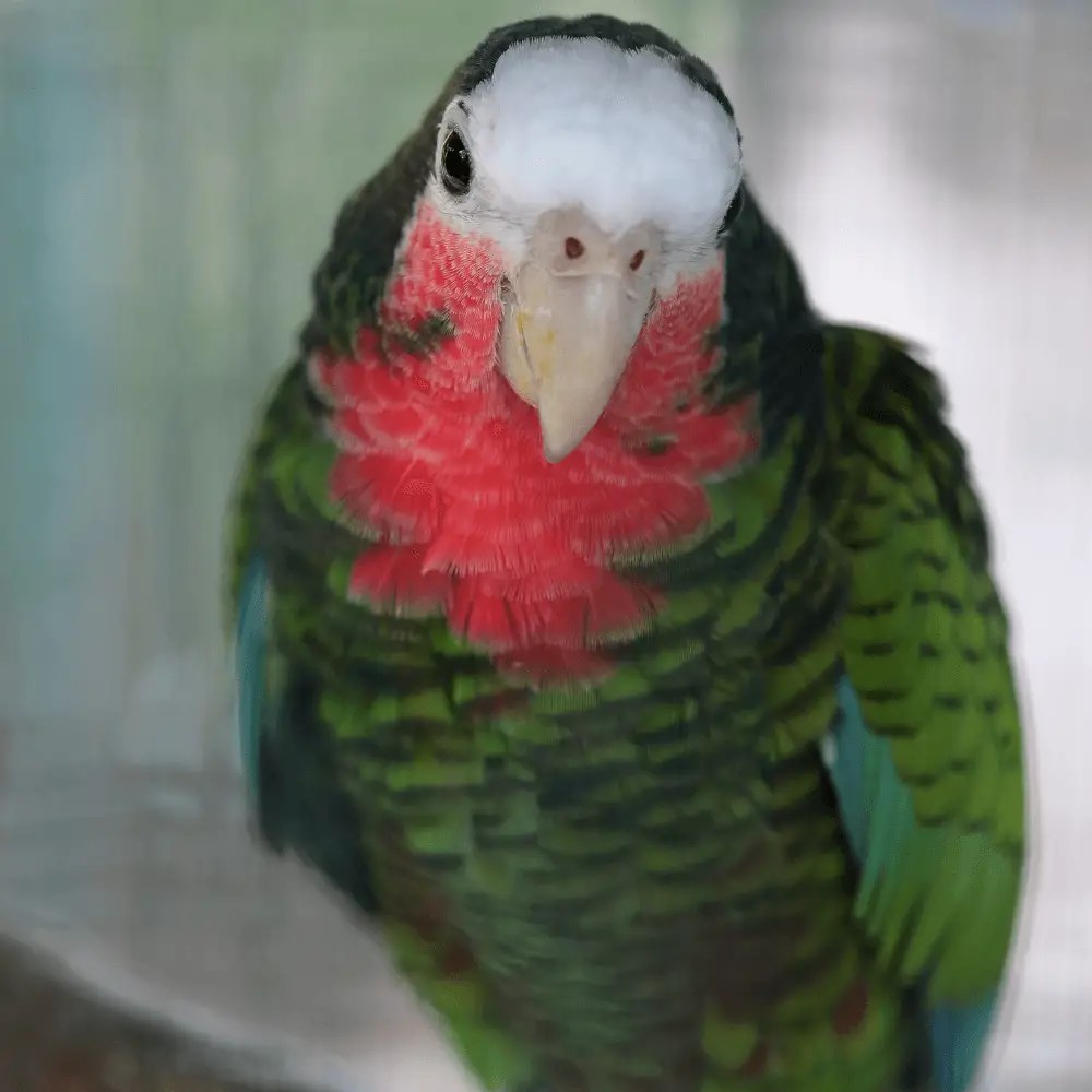 Cuban amazon Habitat Subspecies Food and Reproduction