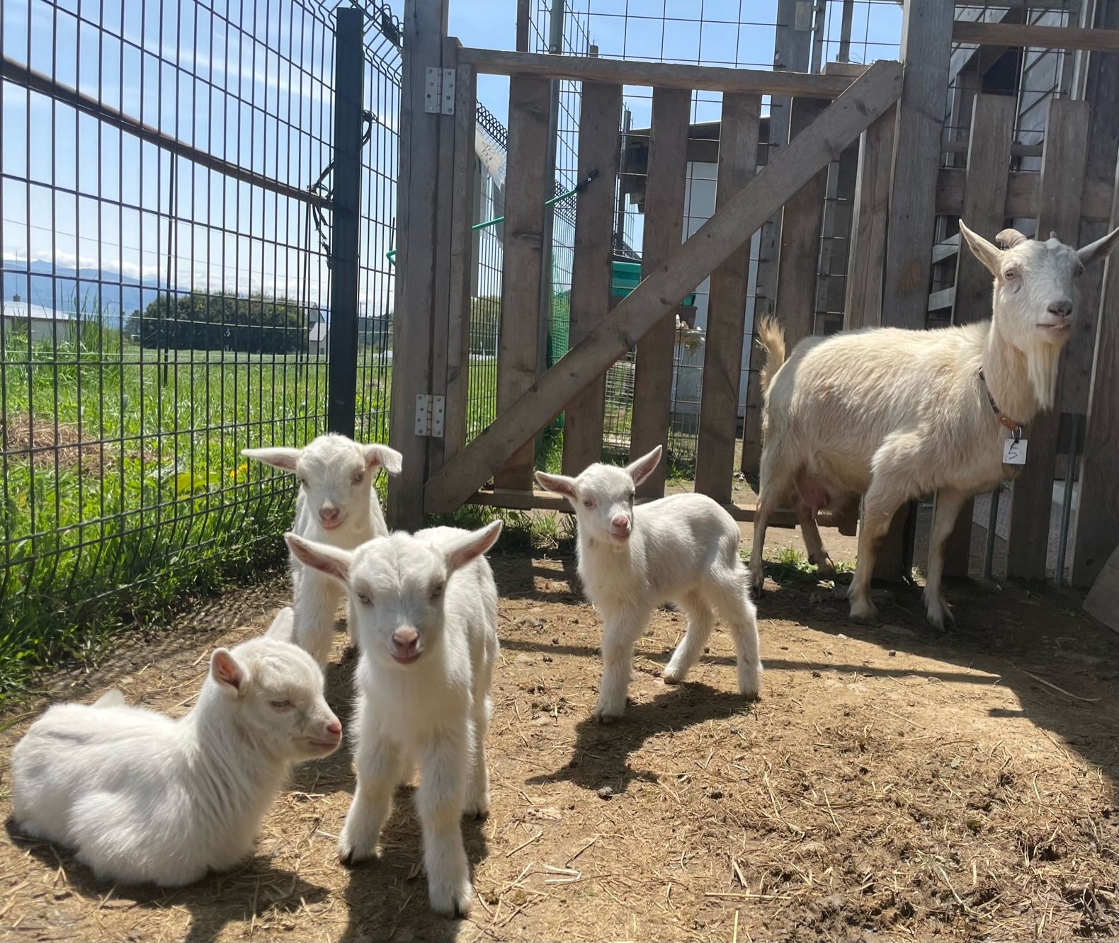 ヤギレンタル状況！ 産直市場 グリーンファーム