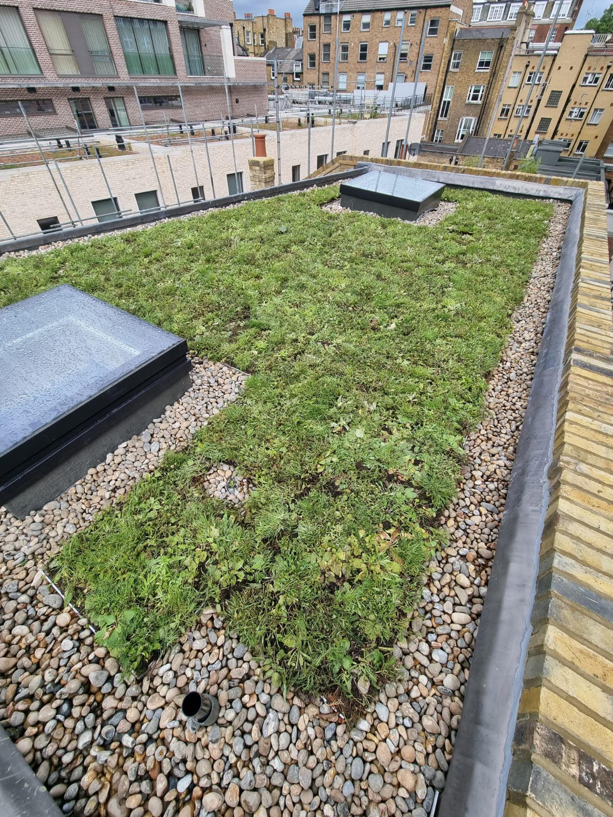 Wildflower Green Roof using the Kemper Gro System installed by P&P