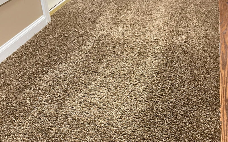 15 benefits of professional carpet cleaning Green Steam Upholstery