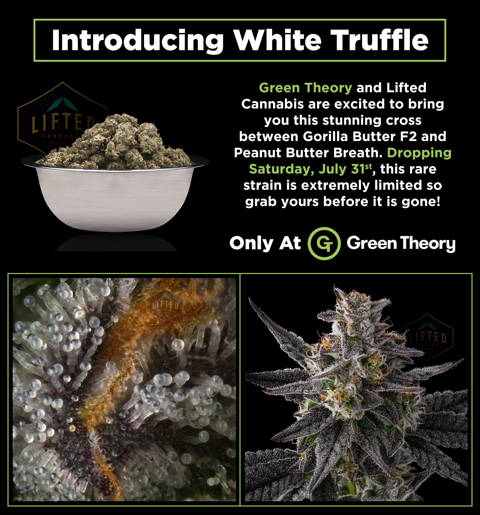 Rare Strain Alert White Truffle From Lifted Cannabis Drops This