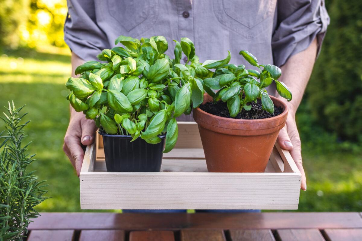 How to keep a basil plant alive longer than a day I GreenTravelBlog
