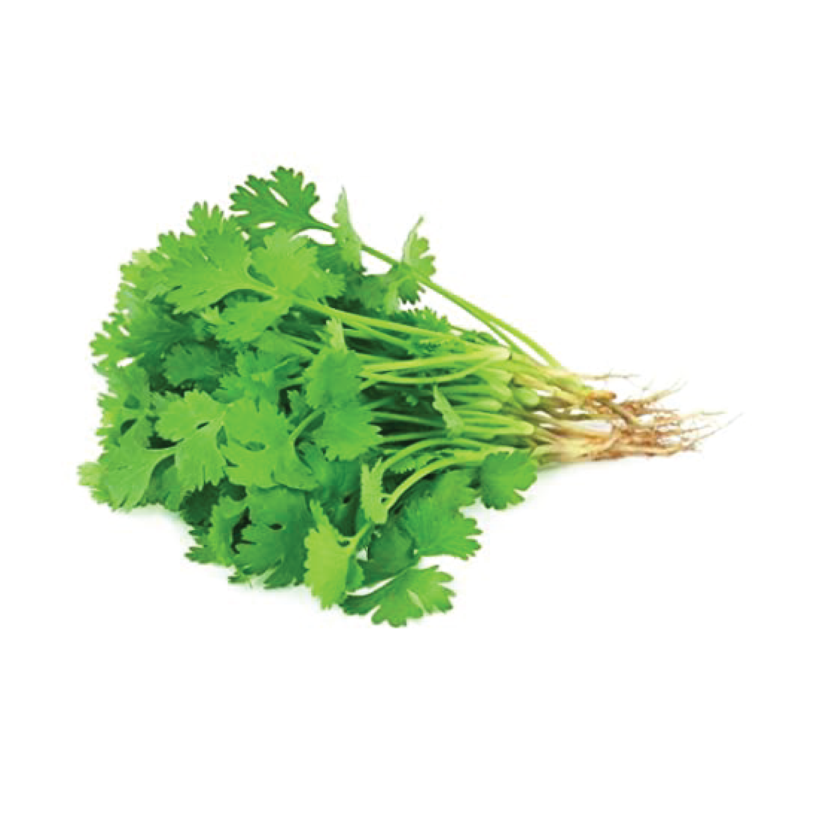 Cilantro Verdura (Paquetico) Green Co. Fresh Food Market