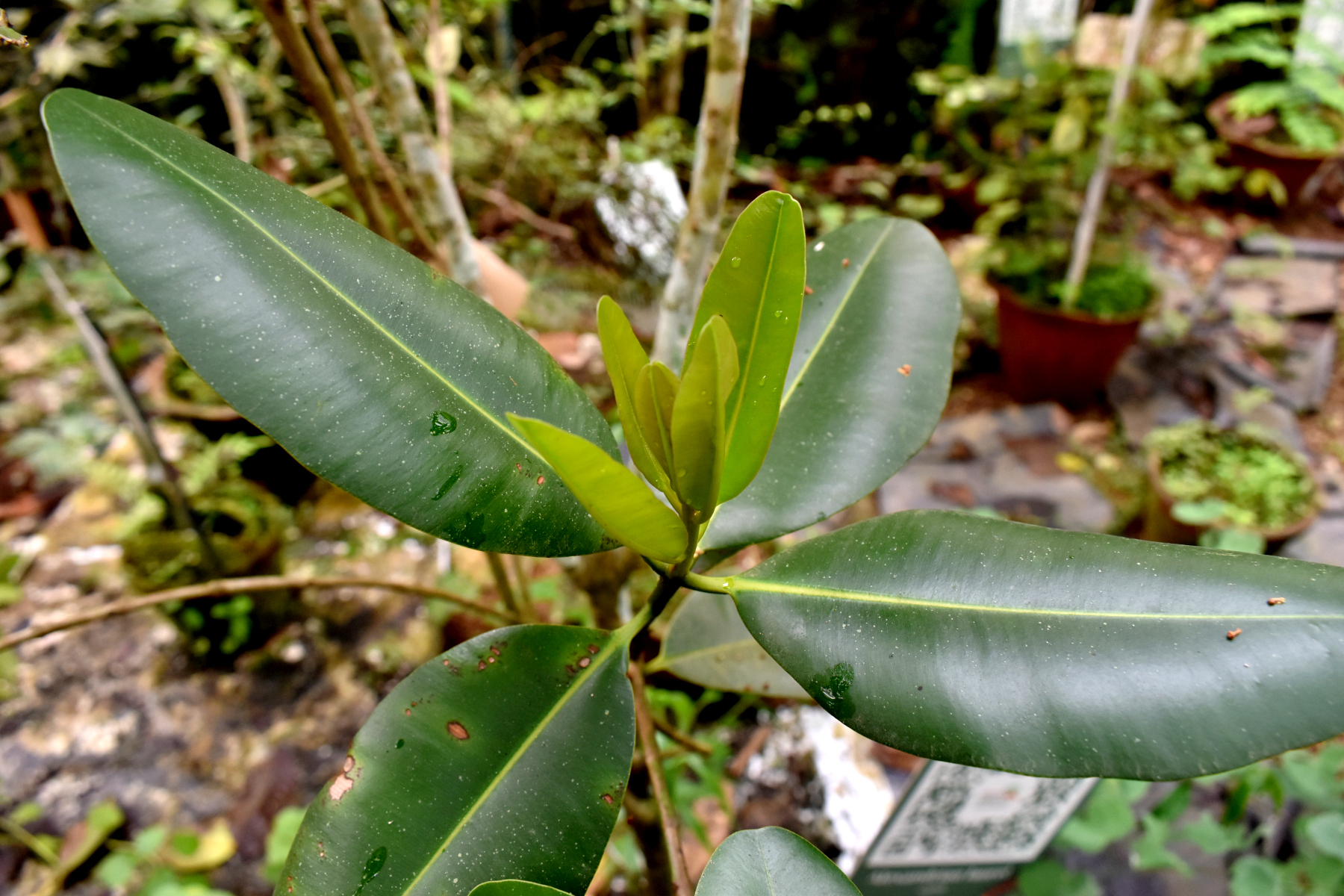 Alexandrian laurel Green Initiative