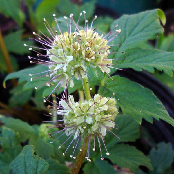 Pacific waterleaf bloom Native Plant Guide