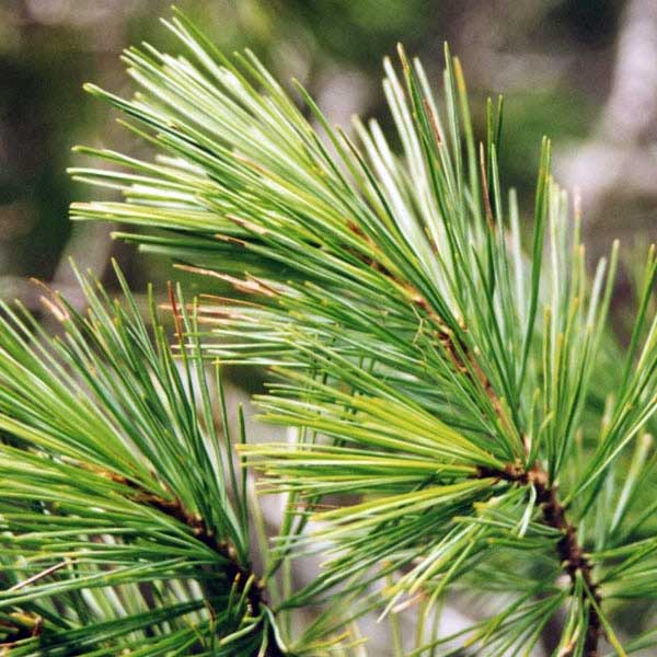 Western white pine needles Native Plant Guide