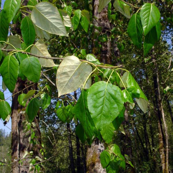 Black cottonwood leaves Native Plant Guide