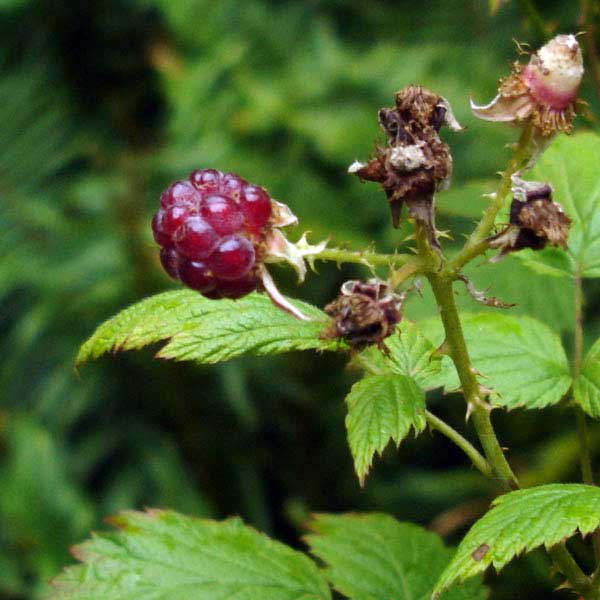 black cap raspberry fruit Native Plant Guide