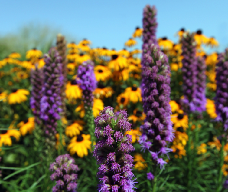 Missouri Prairie Foundation Native Plant Sale Greenability Magazine