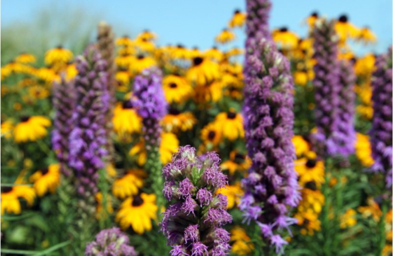 Bring back pollinators with native plants Greenability Magazine