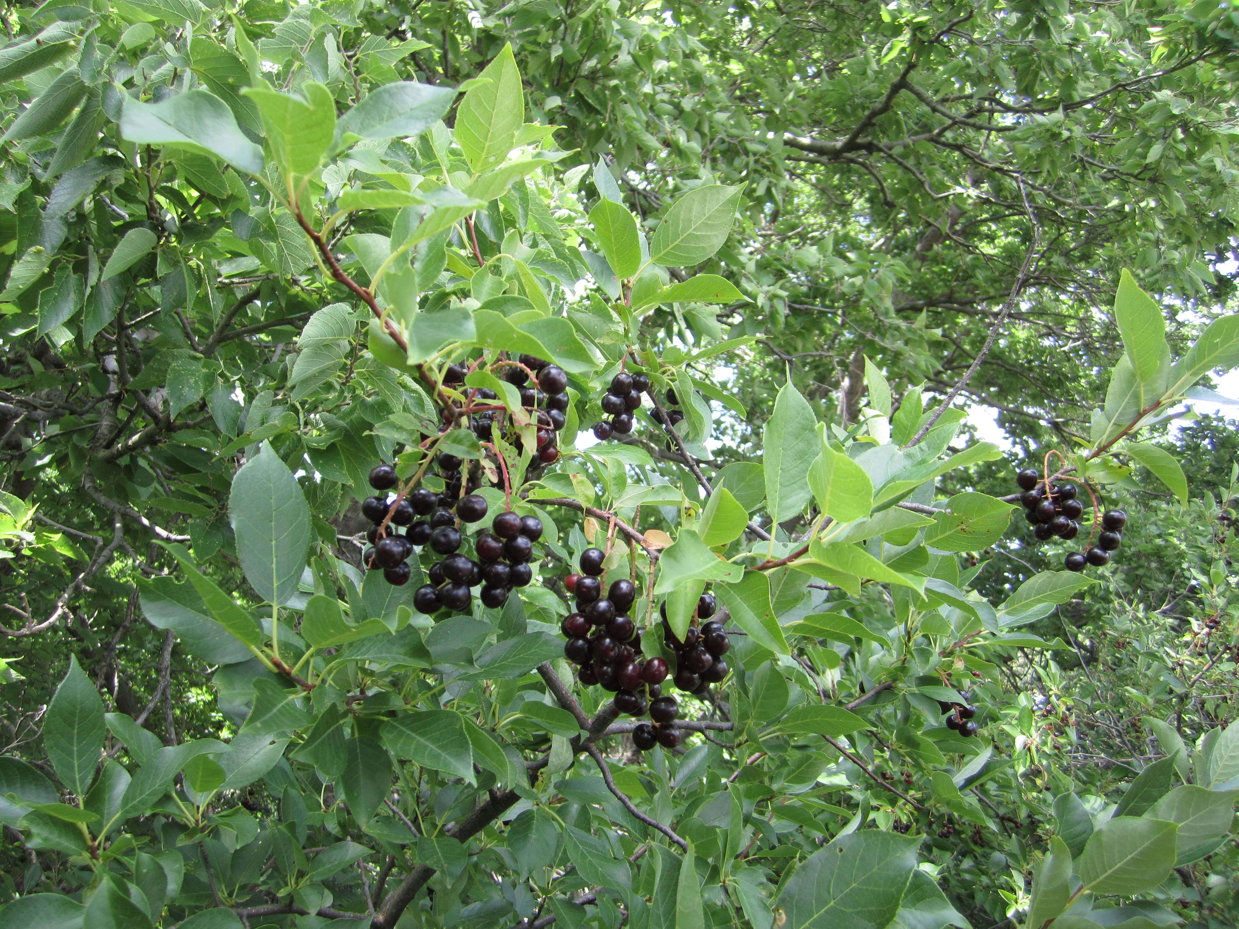 The History & Use of Native Medicinal Plants Greenability Magazine