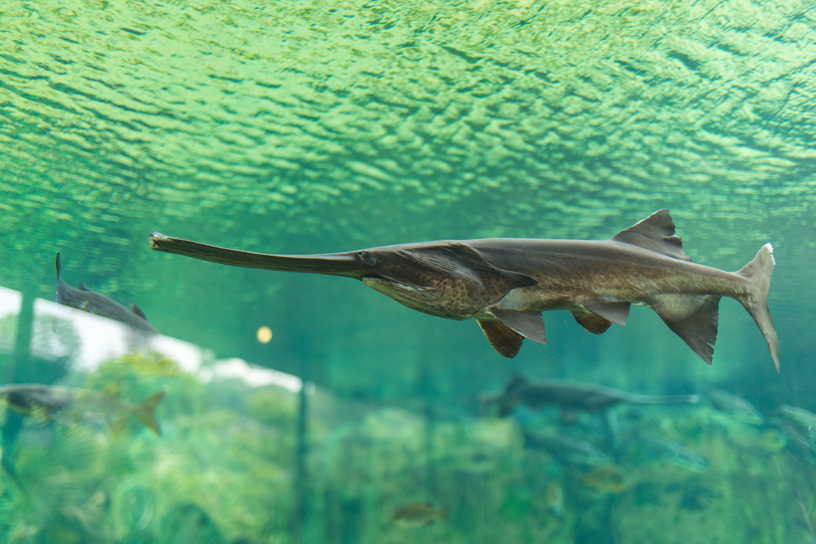 Paddlefish in Missouri Greenability Magazine