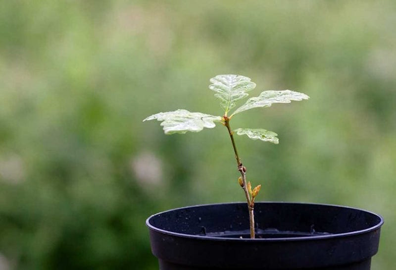 Free Arbor Day Trees Greenability Magazine