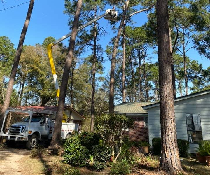 Backyard Tree Removal Preparations
