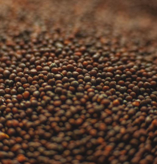 greenagrotech Supplies of Mustard Seeds, Brassica Nigra