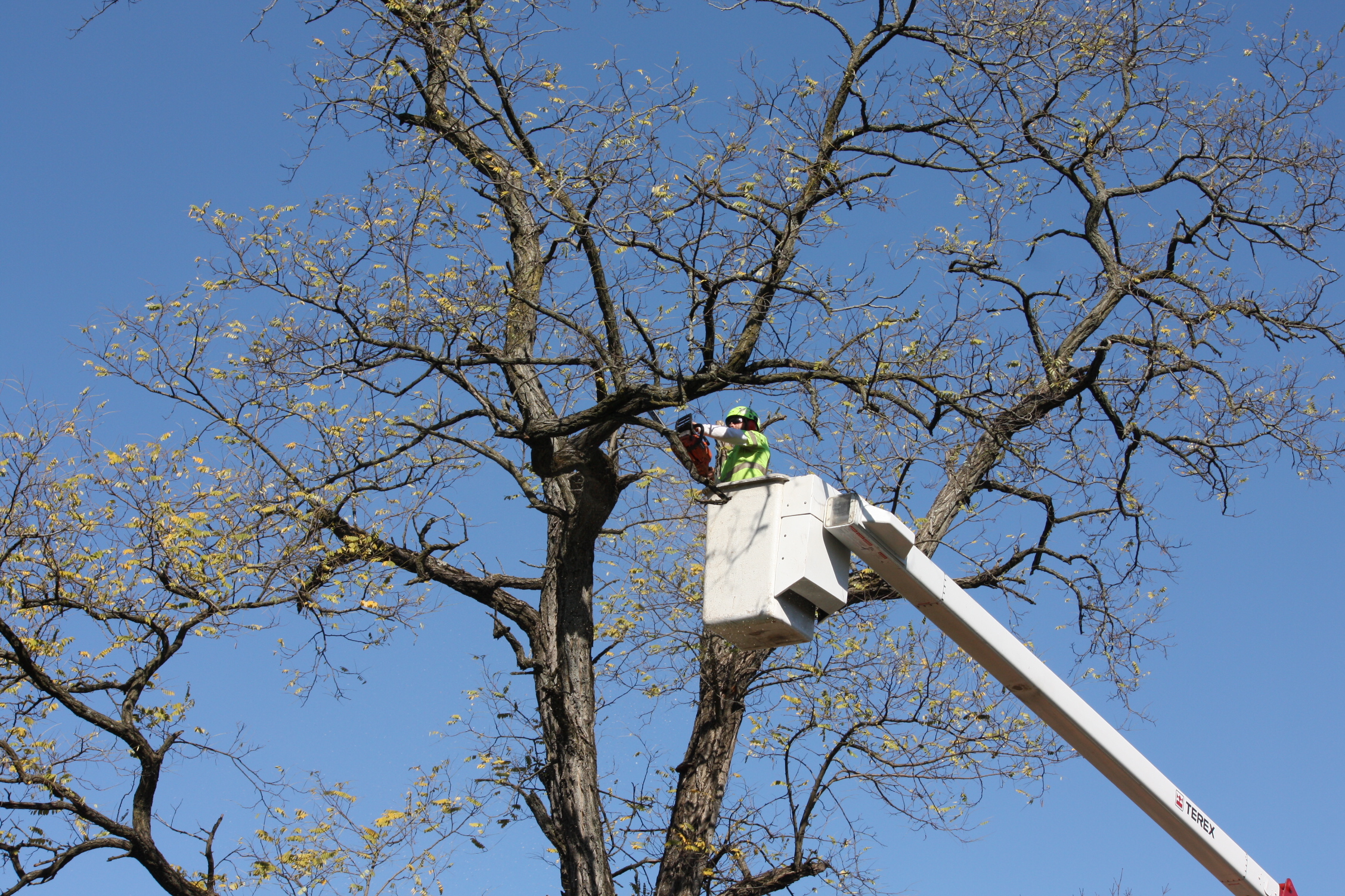 Tree Services Green Arbor Tree Experts, Inc. Indianapolis