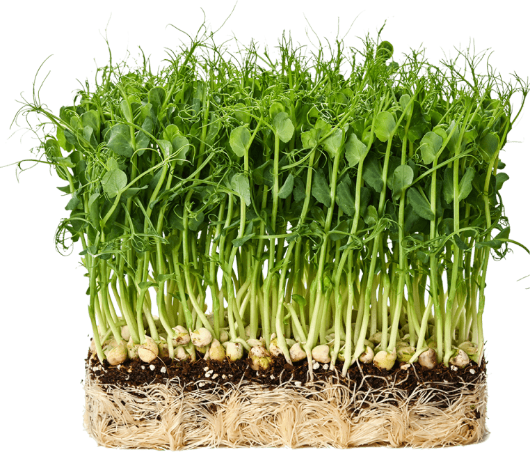 Pea shoots microgreens Greenarium Toronto Microgreens Farm