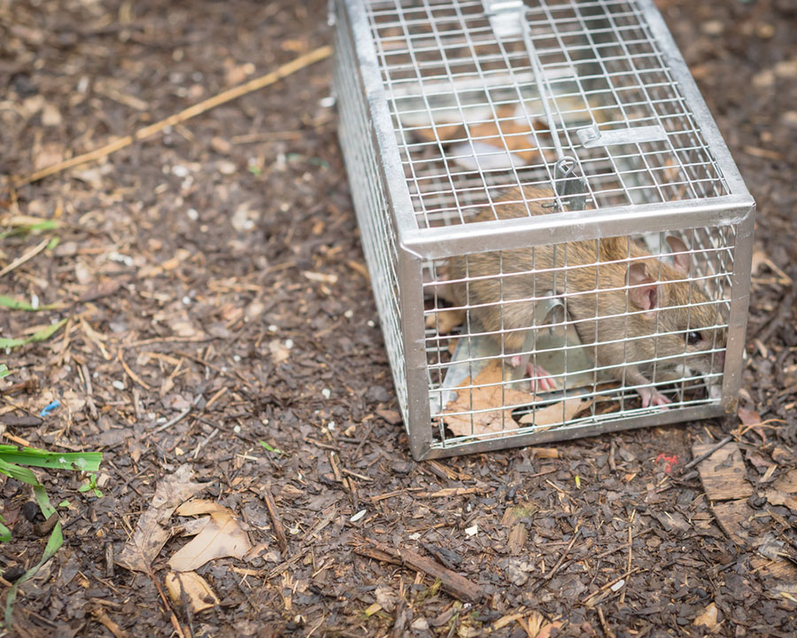 Wildlife Trapping Keeping Pests Out of Your Home Green Army