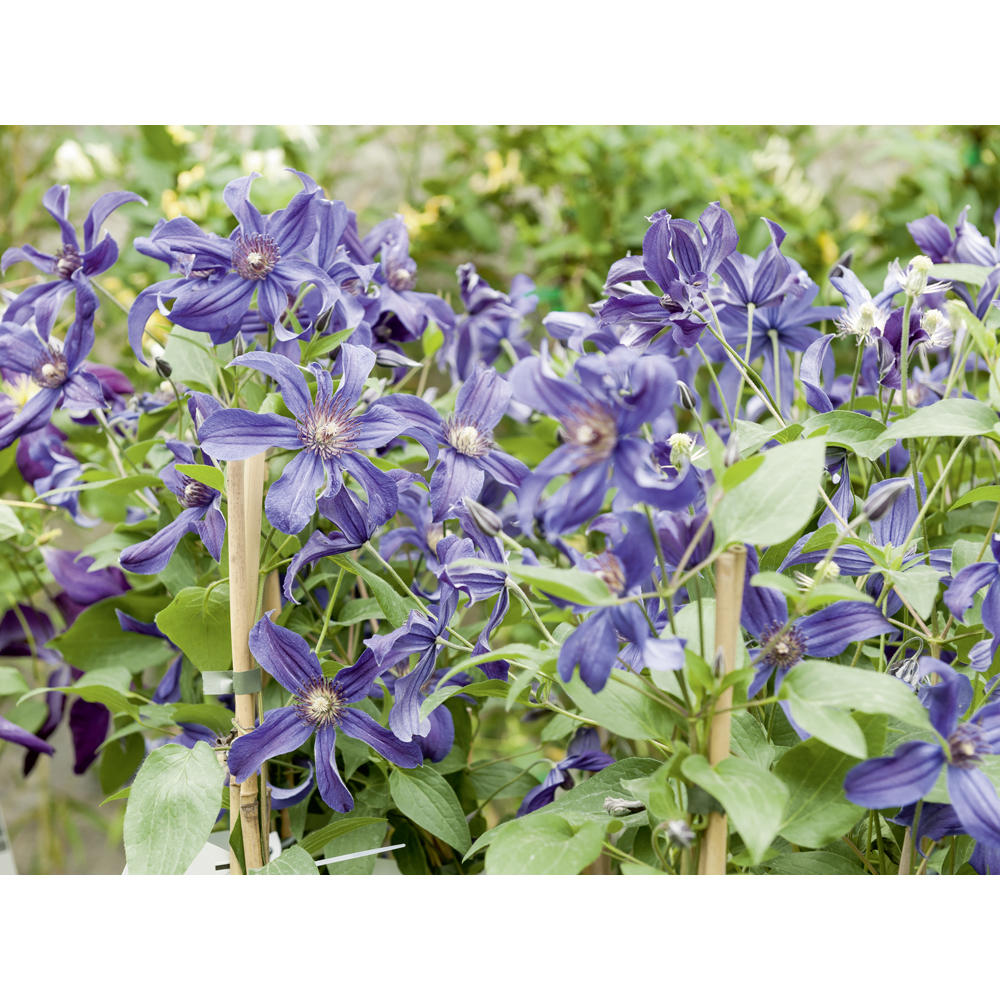 CLEMATITE SAPHYRA ® Greenastic
