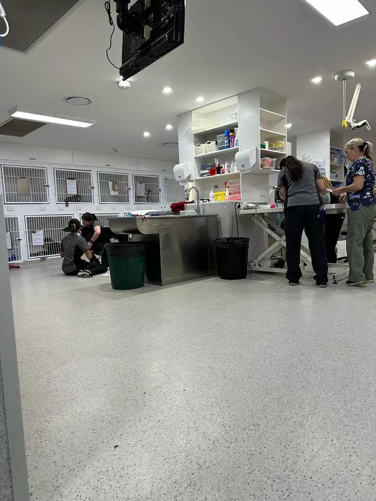 Compassionate Pet Care at Greenbank Veterinary Hospital