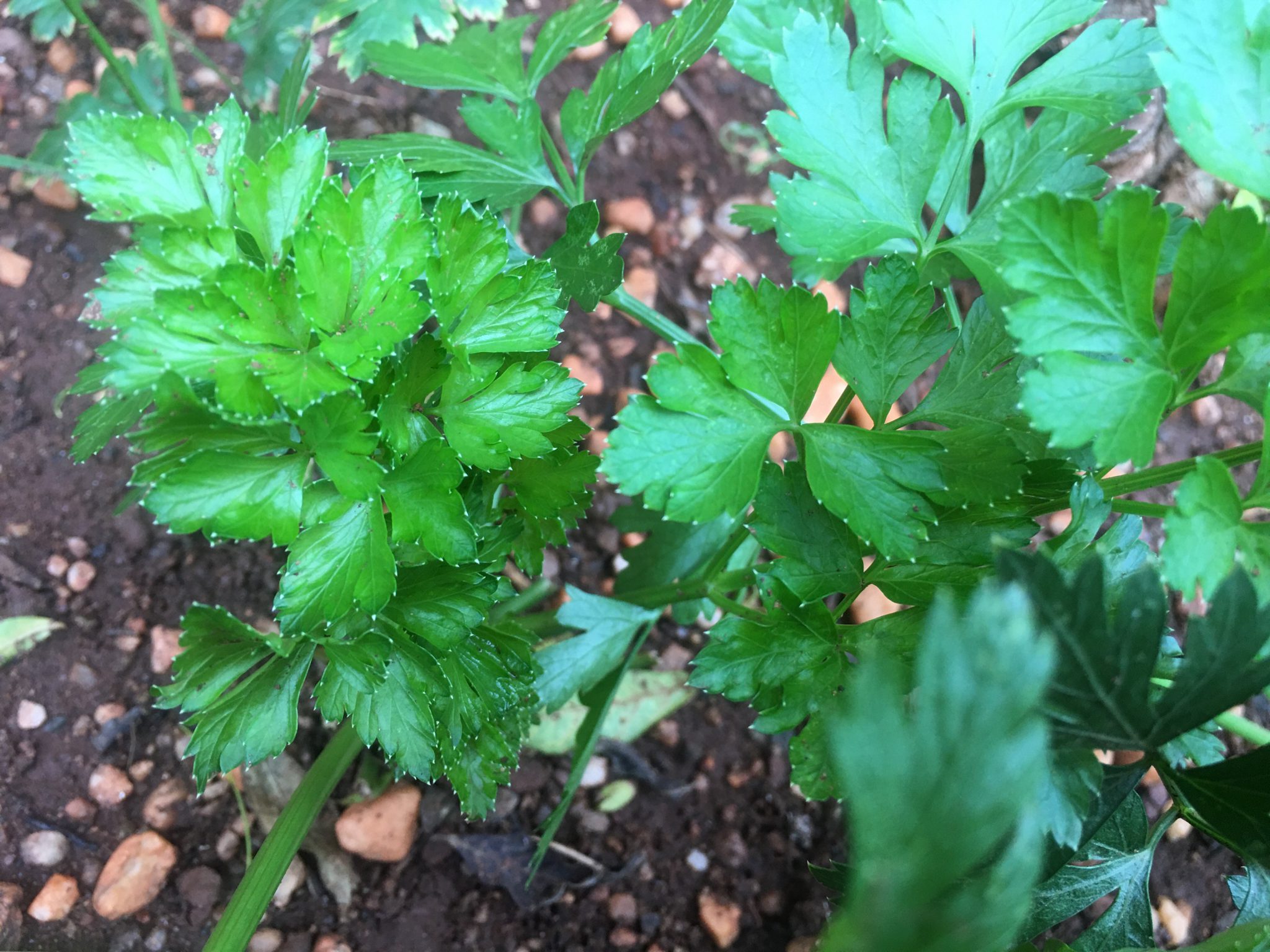 Organic Flat leave Parsley 40gr Green Baskets