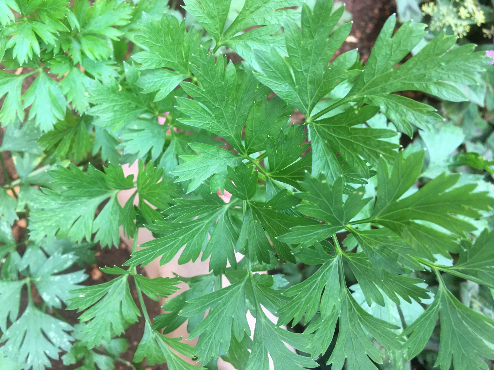 Organic Flat leave Parsley 40gr Green Baskets
