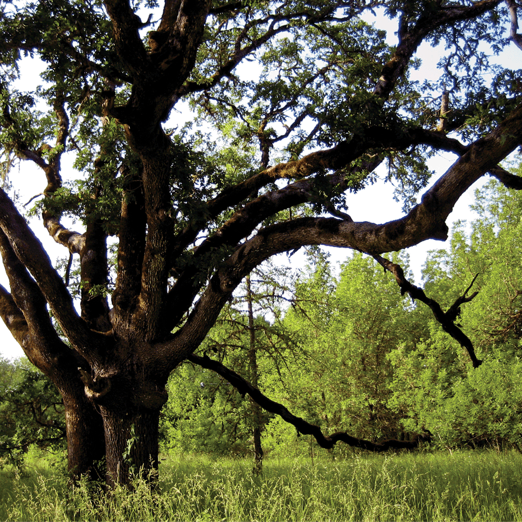 Estate Planning Greenbelt Land Trust