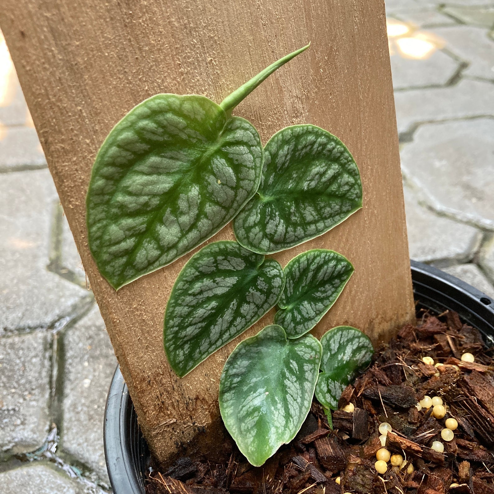 Monstera Dubia houseplants BOTGarden