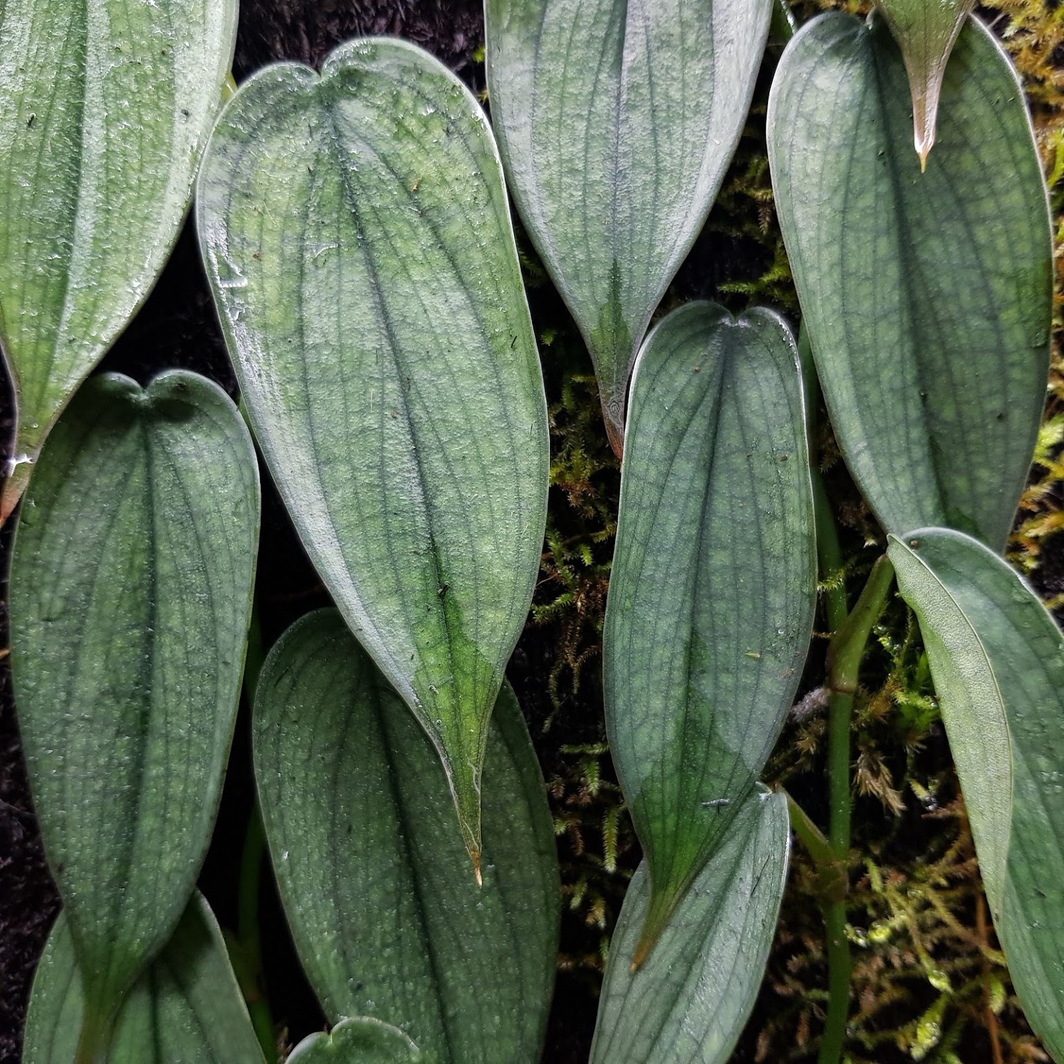 Philodendron Burle Marx Fantasy A Guide to Caring for This Stunning