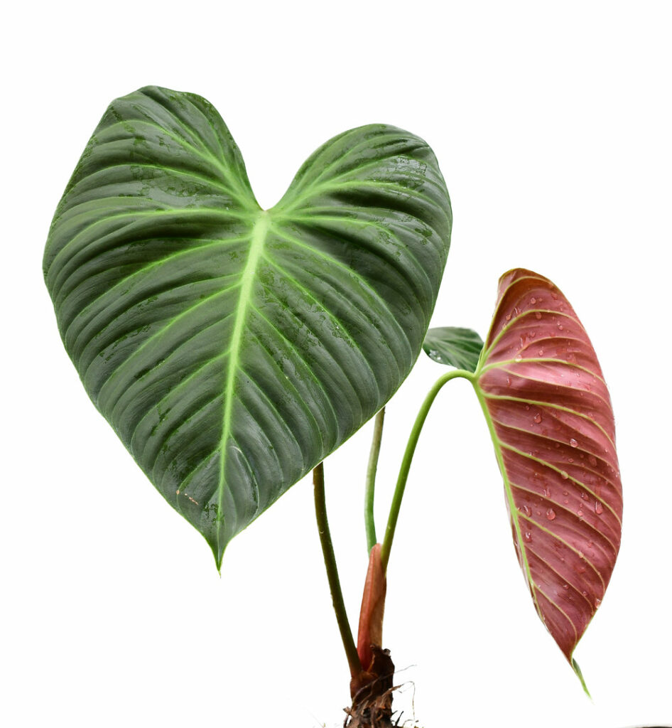 4 Secrets to Perfect Philodendron El Choco Red Care