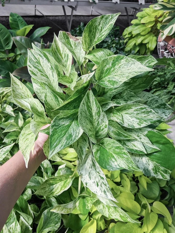 Marble Queen Pothos Unleashing the Power of this AirPurifying Plant