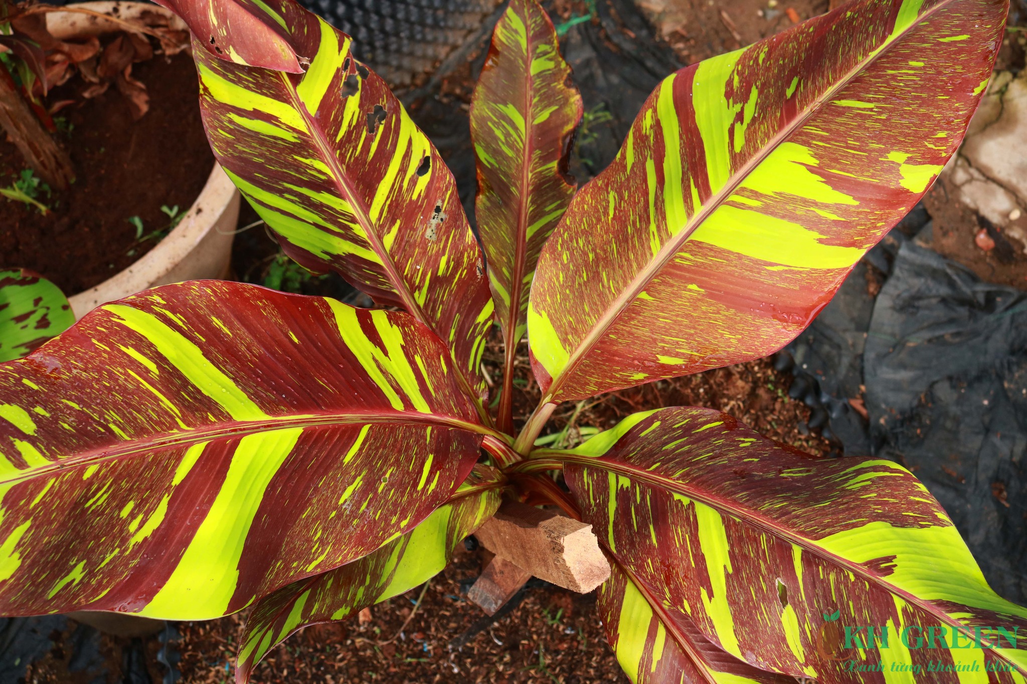 Musa Siam Ruby Banana BOTGarden