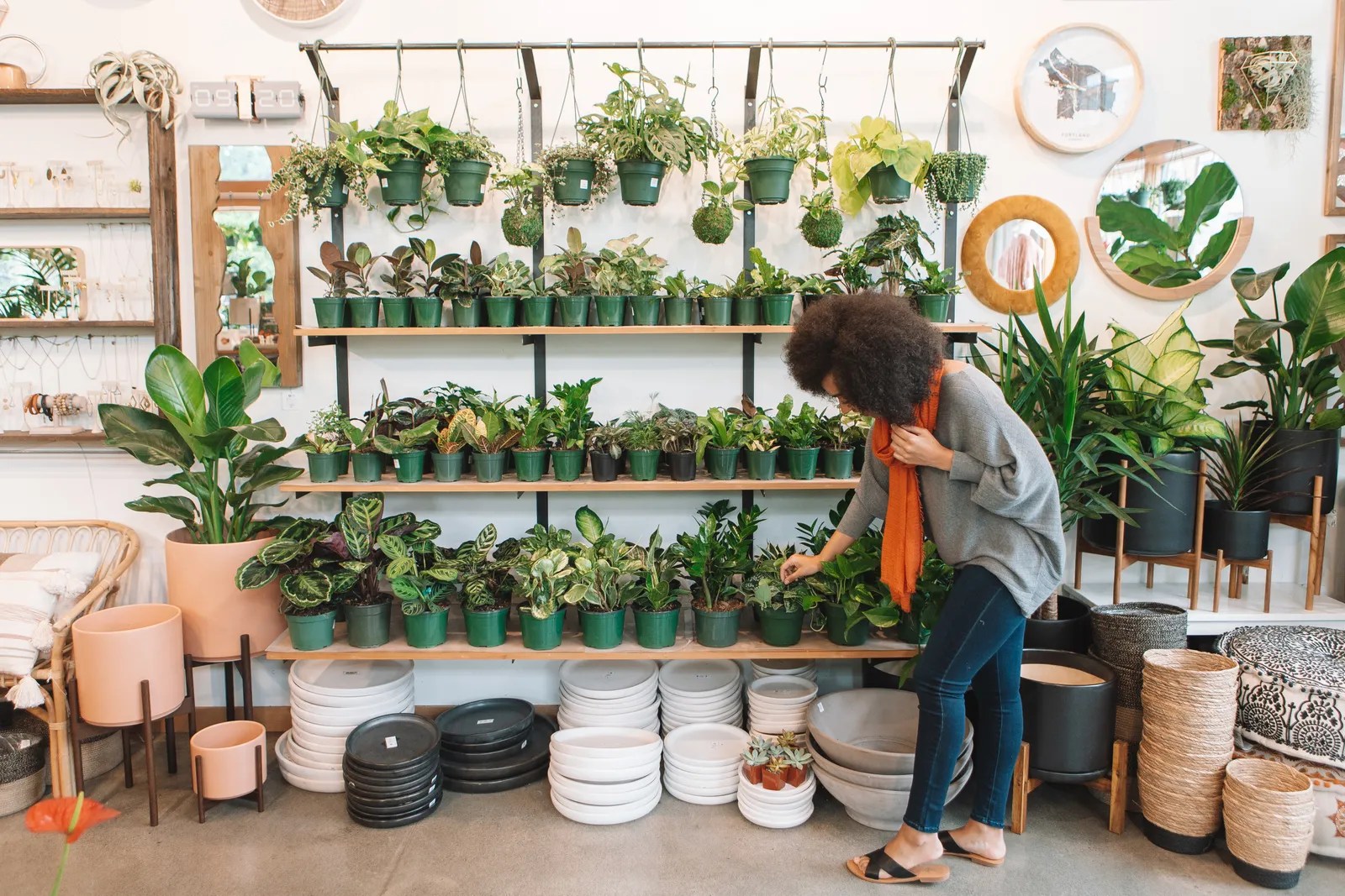 Where to Buy House Plants 2023? What You Need to Know