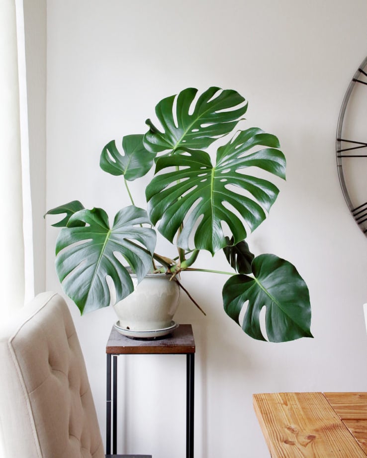 What are monstera plants good for?