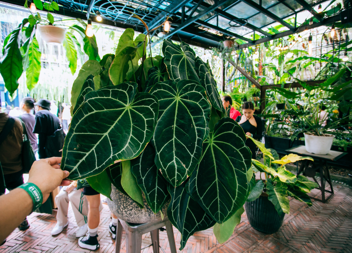 The House Plant Company Your OneStop Shop for Online Houseplants