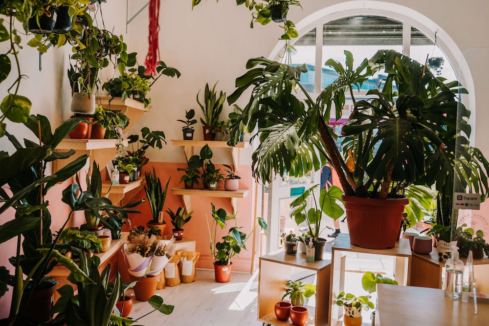The House Plant Company Your OneStop Shop for Online Houseplants