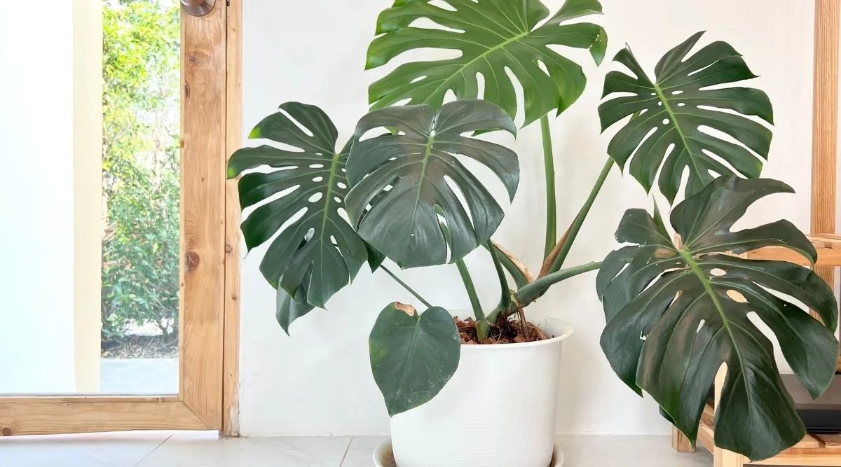 5 Essential Monstera Care Tips for Lush, Healthy Growth