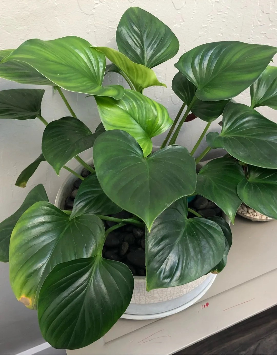 Discover 5 Stunning Homalomena Varieties for Your Home