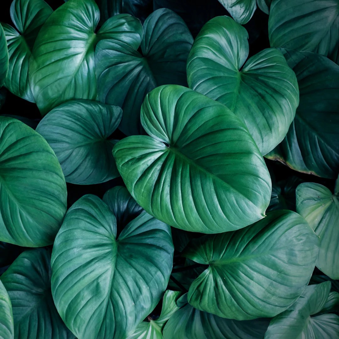 Discover the Enchanting World of Homalomena Plants