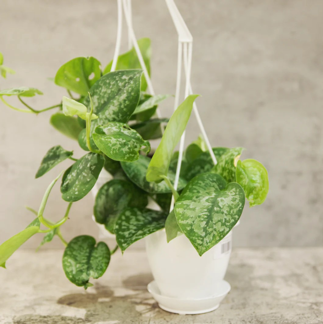 5 Fascinating Facts About Scindapsus Pictus Silver Splash