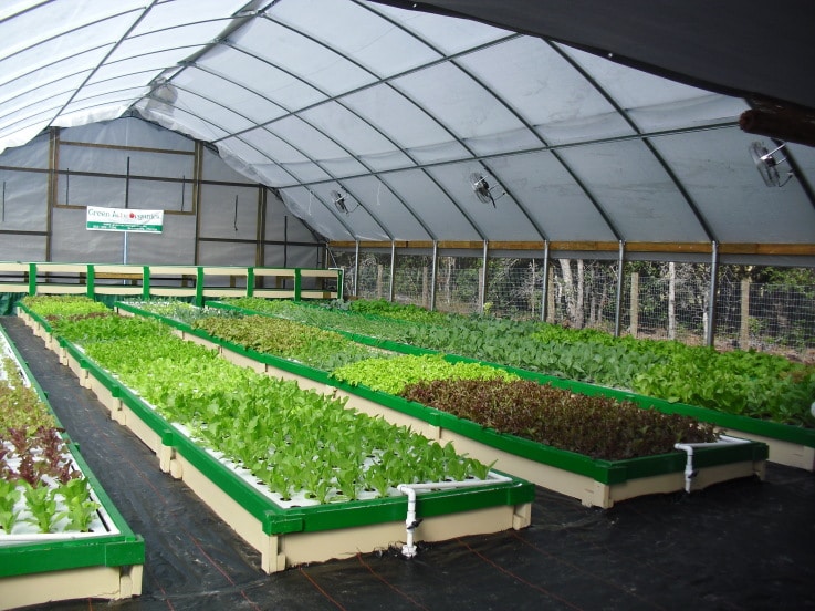 The GrowHaus uses Aquaponics for Sustainable, Community Redevelopment